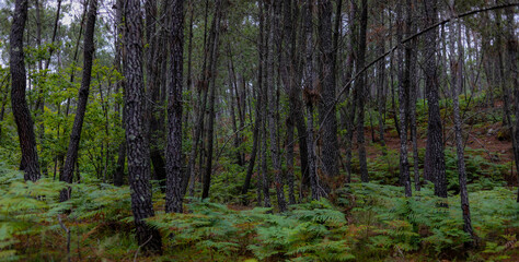 Maravilhosa paisagem de floresta na Europa com pinheiros e samambaias e fleches de luz e sombra. Floresta Portuguesa no interior de Viseu  no verão.