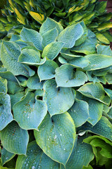 Fototapeta premium Decorative plant Hosta (Funkia). Water drops on leaves after rain.