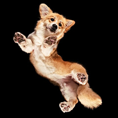 Corgi floating in space shot from underneath