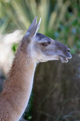 Guanaco