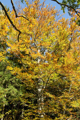 Fototapeta premium Autumn, Autumn leaves, Colorful, Colorful leaves, Thuringia, Germany, Europe