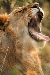 Closeup of Lion with mouth open, Masai Mara