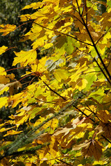Autumn, Autumn leaves, Colorful, Colorful leaves, Thuringia, Germany, Europe