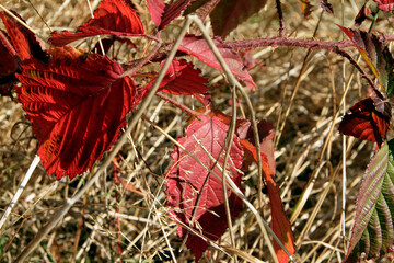 Autumn, Autumn leaves, Colorful, Colorful leaves, Thuringia, Germany, Europe