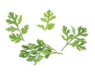 Coriander leaf isolated on white background