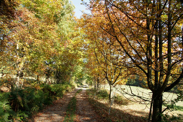 Fototapeta na wymiar Autumn, Autumn leaves, Colorful, Colorful leaves, Thuringia, Germany, Europe