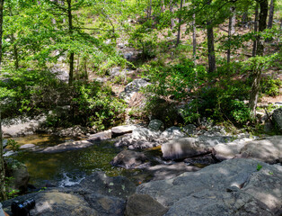 stream in the forest