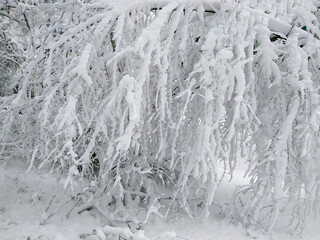 White snow on the long branches of a tree. Kishinev. Moldova.