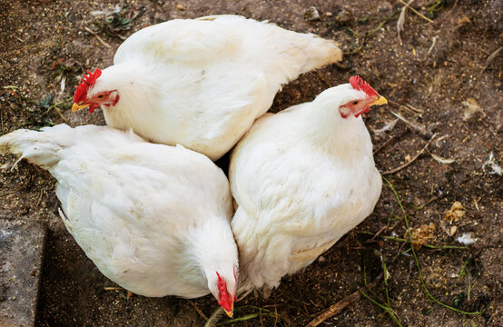 Chickens broilers on the farm. Selective focus.