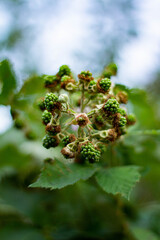 
Green blackberry growing on a branch of a bush