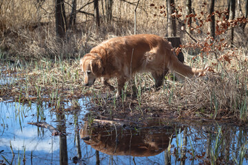 Golden Retrieve, dog reflection in water