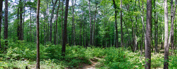 panorama of the forest