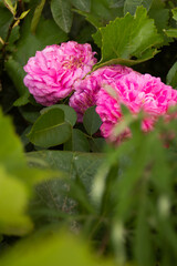 Pink fluffy rose hid behind green leaves