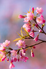 botanical, april, full, sweet cherry, ornamental tree, pink flower, peach blossom, romantic, petal, ornamental plant, asia, kawaii, harvest, macro, hill cherry, copy space, blossoming, pink background
