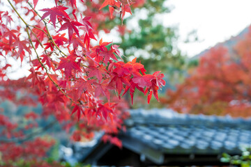 紅葉
