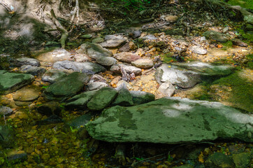 stream in the forest