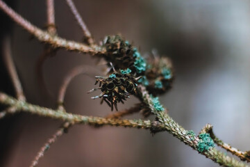 cone and lichen on branch in dark colors