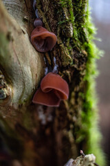 red fungus on branch in macro in winter 