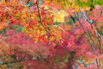 紅葉