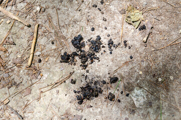 rabbit droppings on the ground