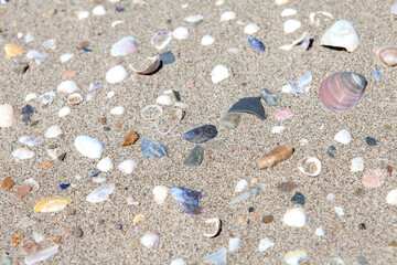 Fototapeta na wymiar Background of shell in sand