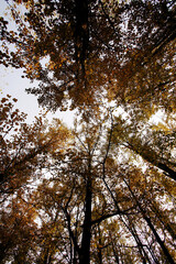 Trees
