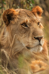 Fototapeta na wymiar Closeup of a Lion, Masai Mara