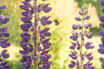 Bumblebee pollinate some flowers