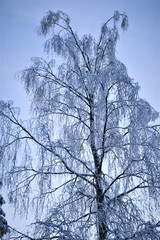 Snow trees covered with Ice and snow