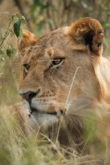 The Lion King, Masai Mara