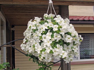 Hanging flower