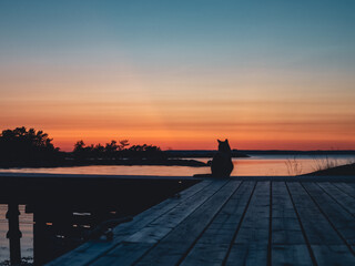 Cat on a jetty at sunset