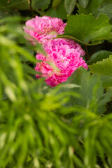 Pink fluffy rose hid behind green leaves