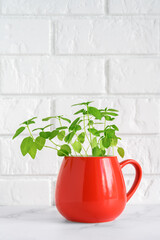 Fresh green basil growing in a red mug on a light background, natural light. Home garden. Copy space, vertical orientation.