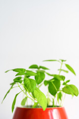 Fresh green basil growing in a red mug on a light background, natural light. Home garden. Copy space, vertical orientation.