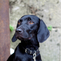 Portrait of a beautiful black Labrador dog
