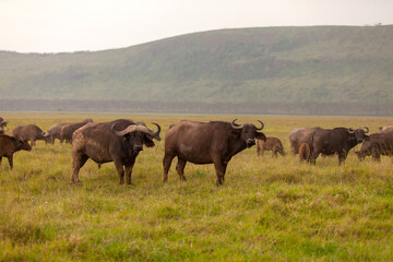 Fototapeta na wymiar Herd of buffalo in Kenya