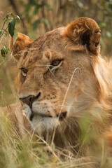 Closeup of Lion with bokeh of grasses, Masai Mara