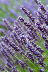 Fototapeta na wymiar Lavender flower in closeup