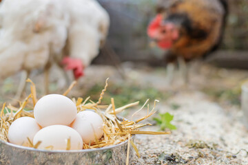 Fresh chicken eggs in the hay on a farm. Selective focus © Milena