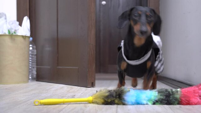Cute dachshund dog in maid costume with apron and colorful duster in teeth enters hotel room to do daily cleaning and throws tool on floor.
