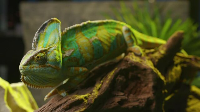 the green chameleon is  on a snag