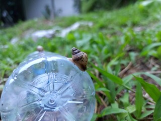 Snail on a plastic bottle Natural background.