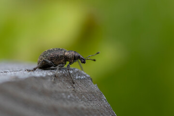 Rüsselkäfer makro