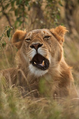Obraz na płótnie Canvas Lion in the bush of Masai Mara, Kenya