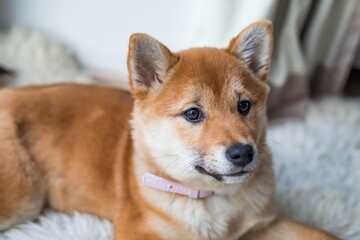 close up of a brown dog