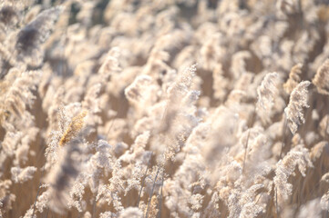 Dry reeds by the lake. Golden reeds in the sun in early spring. Abstract natural background.