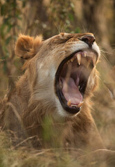 Lion yawning with a bokeh of grasses all over, Masai Mara