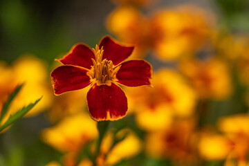 Fototapeta premium Tagetes