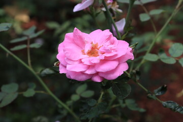Beautiful rose flower in their branches